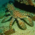 Mediterranean slipper lobster (Scyllarides latus)
