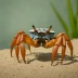 Mangrove Fiddler Crab