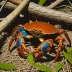 Mangrove Tree Crab