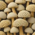 Mosaic Puffball