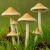 Meadow Waxcap
