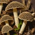 Morchella Deliciosa