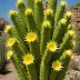 Mitrocereus fulviceps (Old Man of Mexico)