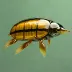 Microdytes tsunoae