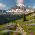 Mount Rainier Alpine Tundra