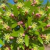 Morella cerifera (Wax Myrtle)