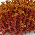 Mazzaella laminarioides