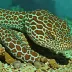 Marbled moray