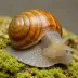 Mouth-faced Snail (Isognomostoma isognomostomos)