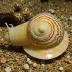 Matchless Cone (Conus cedonulli)