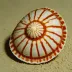 Map Cowrie (Cypraea mappa)