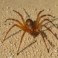Mediterranean Recluse (Loxosceles rufescens)