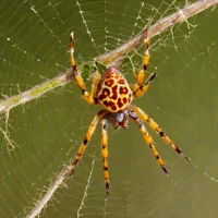 Marbled Orbweaver (Araneus marmoreus)