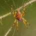 Marbled Orbweaver (Araneus marmoreus)