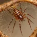 Marbled False Widow (Steatoda paykulliana)