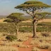 Makuleke Sandy Bushveld