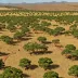 Malelane Mountain Bushveld