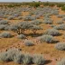 Mopane Gabbro Shrubland