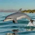 Māui Dolphin
