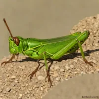 Melanoplus marginatus