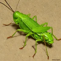 Melanoplus regalis