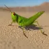 Melanoplus arizonae