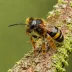Melipona subnitida