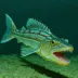 Malacosteinae Loosejaw