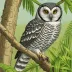 Manus Hawk-Owl