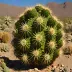Many-headed Barrel (Echinocactus polycephalus)