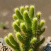 Missouri Foxtail Cactus (Escobaria missouriensis)