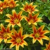 Mutisia clematis (Climbing Gazania)
