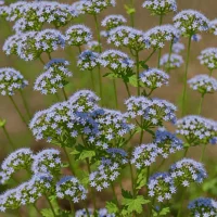 Mistflower