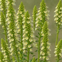 Moth Mullein