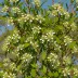 Morella cerifera