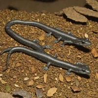 Mississippi Slimy Salamander