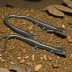 Mississippi Slimy Salamander