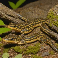 Metcalf's Salamander