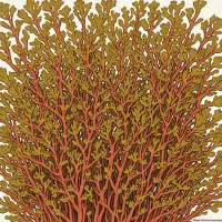 Microcladia coulteri