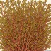 Microcladia coulteri