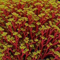 Meristotheca papulosa