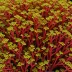 Meristotheca papulosa