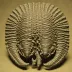 Metacanthina