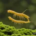 Mosura Shrimp