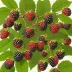 Mora de Castilla (Rubus glaucus)