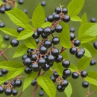 Maqui Berry (Aristotelia chilensis)