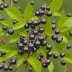 Maqui Berry (Aristotelia chilensis)