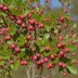 Manzanita Berry (Arctostaphylos manzanita)