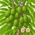 Mountain Soursop (Annona montana)