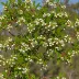 Midyim Berry (Austromyrtus dulcis)